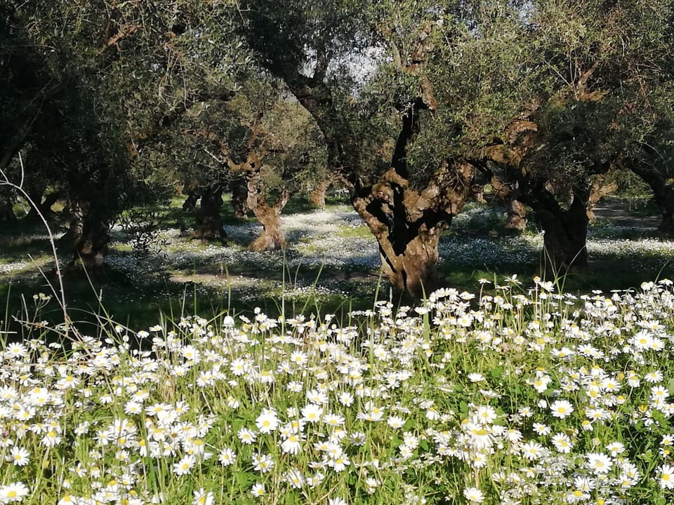Villa Daizy Bed and Breakfast in Peloponnese, Western Greece and the Ionian