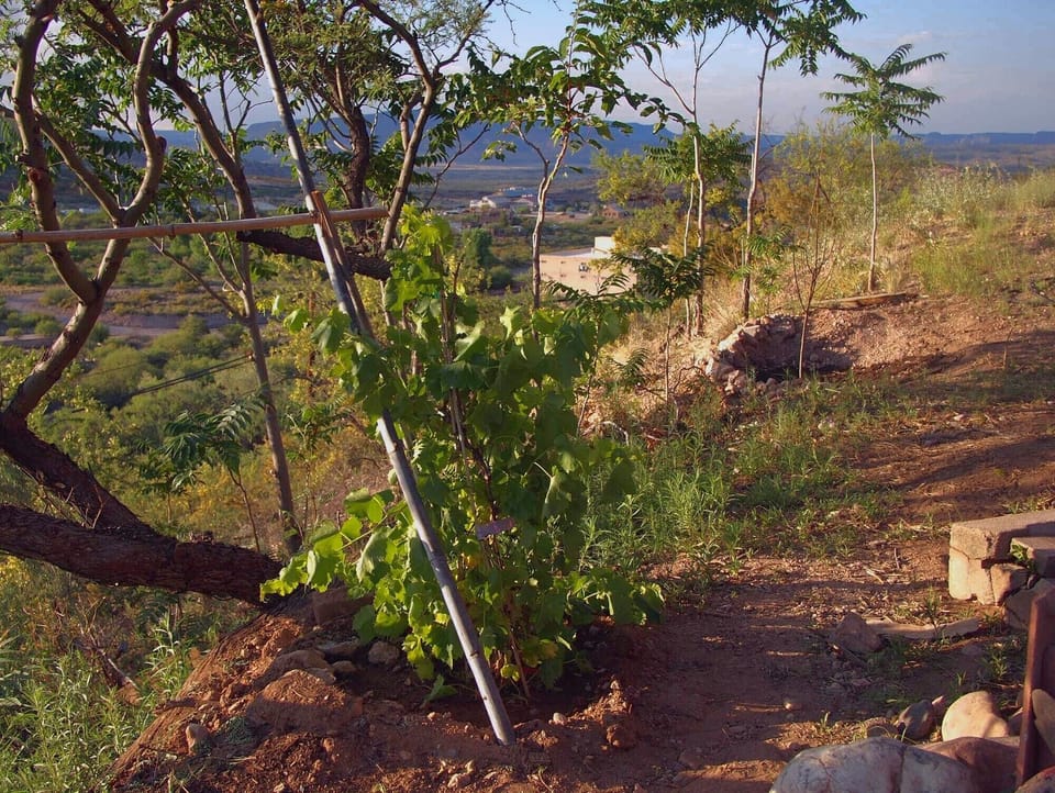 Grape vines at the edge of the bluff. From here, Sedona and Jerome are visible.
