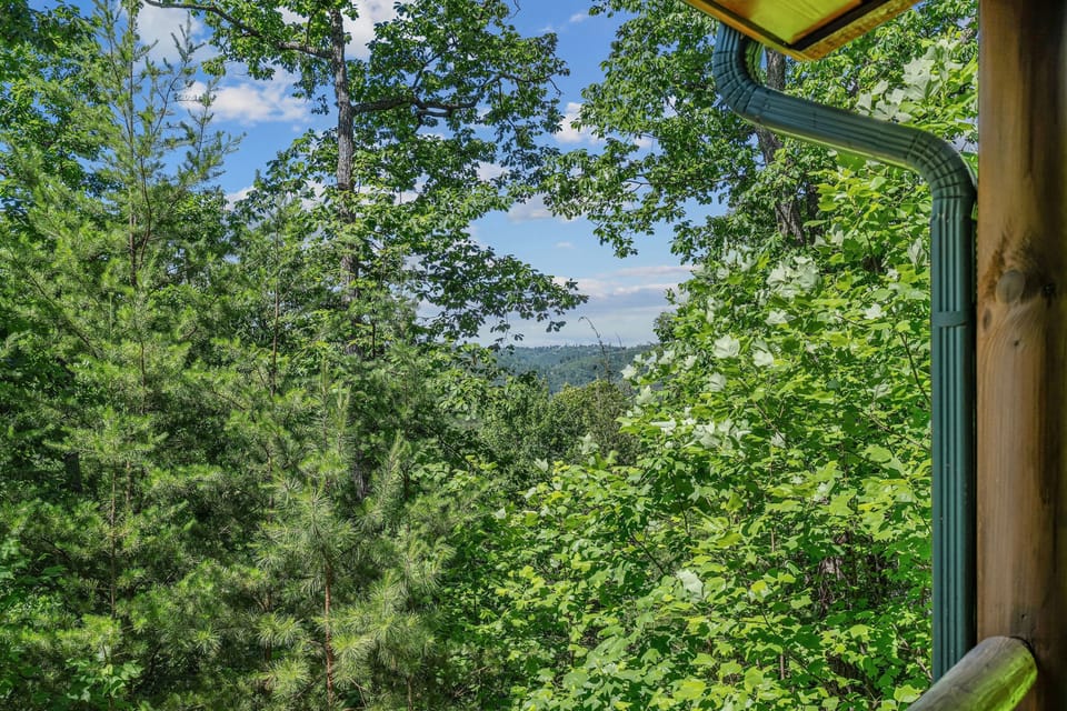 Vegetation, Land, Nature, Outdoors, Tree