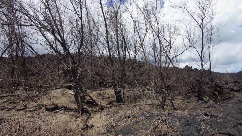 New lava at Mackenzie State Park.