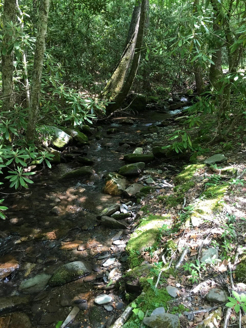 Collett Creek