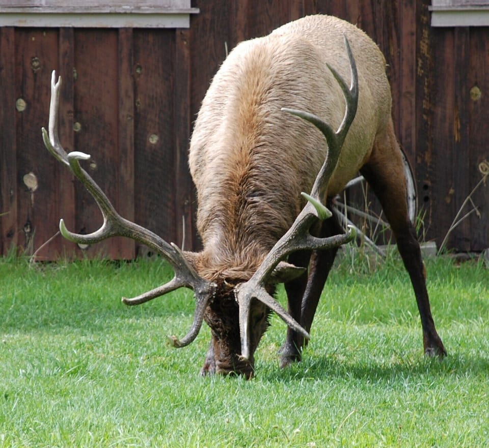 7 point bull elk enjoying the grass at Rockhedge