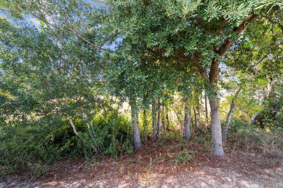 A peaceful wooded area surrounds the property with mature trees and natural walking paths through the forest.