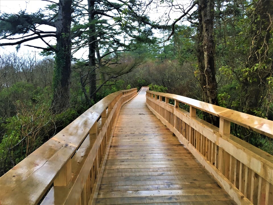 Entrance to "Rockaway Big Tree Trailhead" boardwalk.