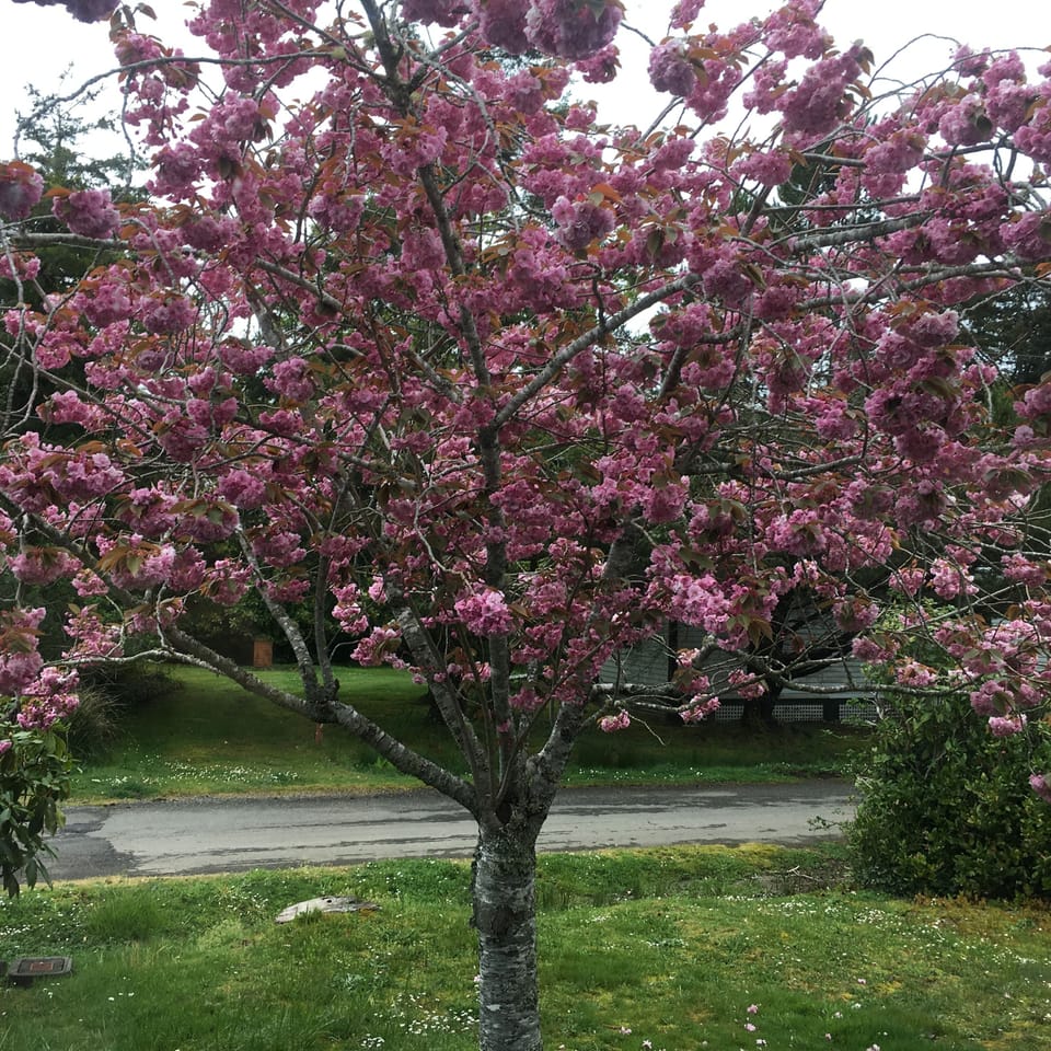 Front yard tree in spring