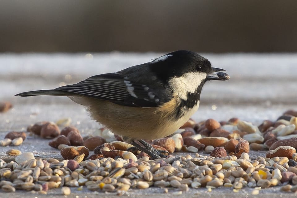 Coal tit on a frosty morning