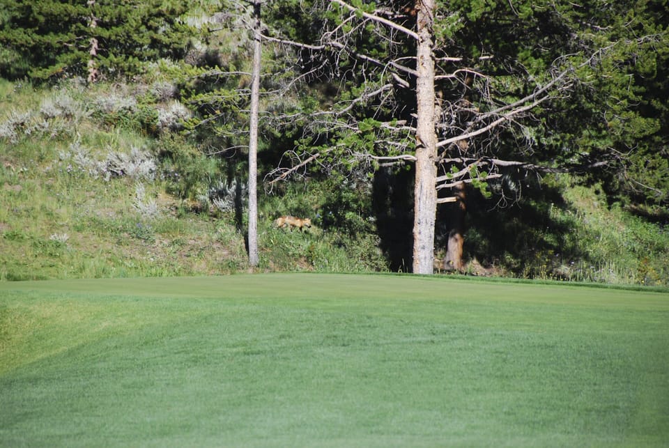 Golf