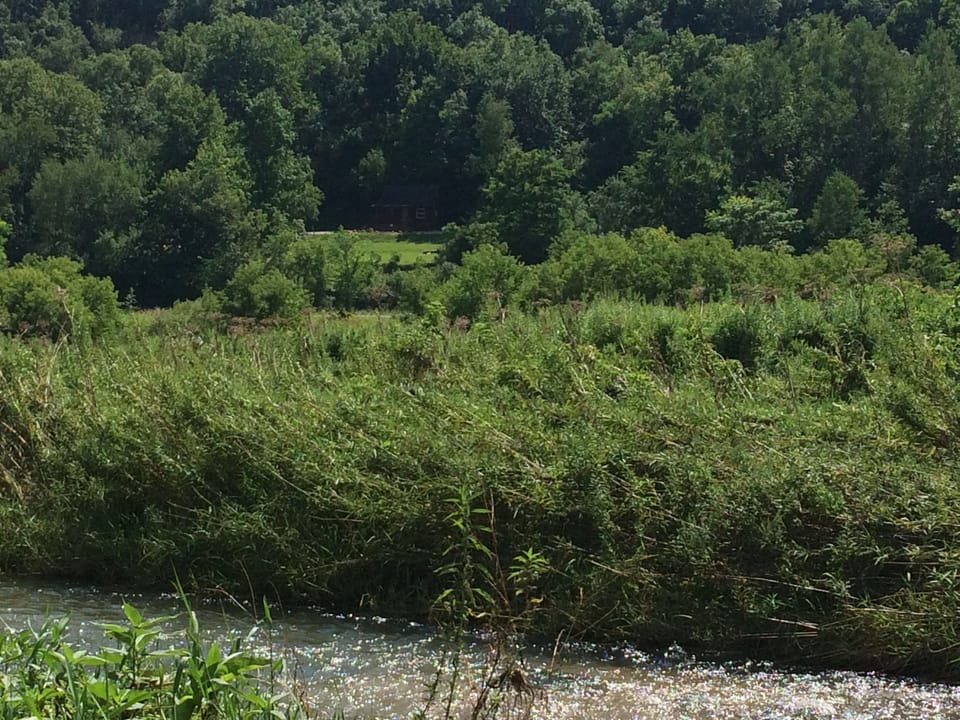 Cabin tucked midway up on the hillside, view from across the road at the creek