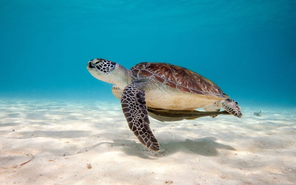 Turtle encounter