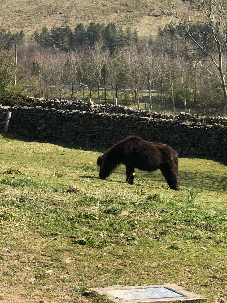 Megan the pony 
