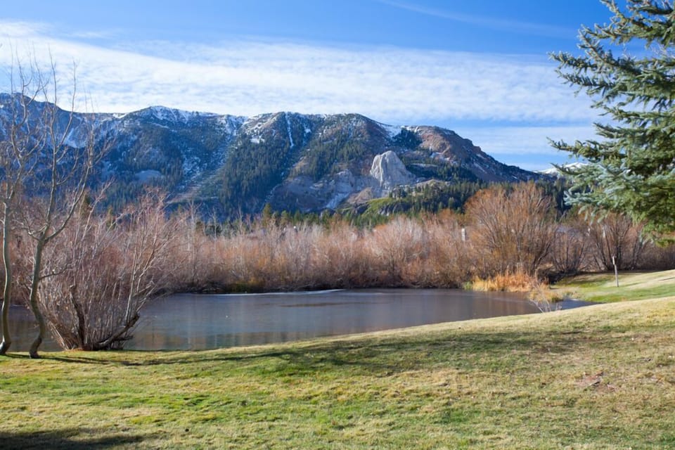 Meadow View