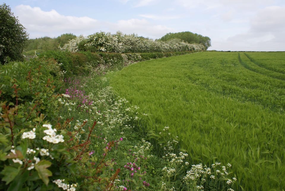 The fields are surrounded by hedgerows and an abundance of wild flowers