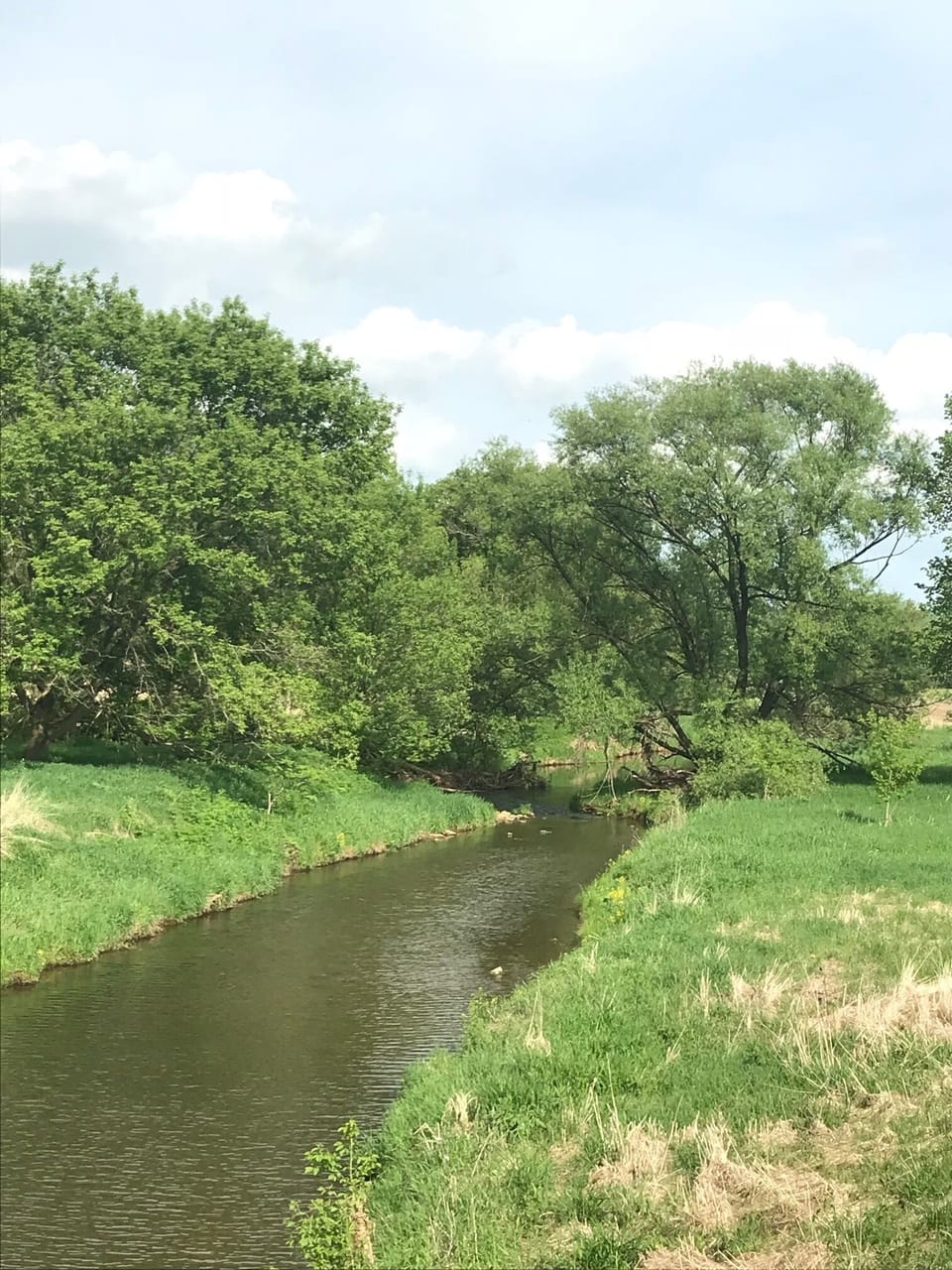 Otter Creek full of trout