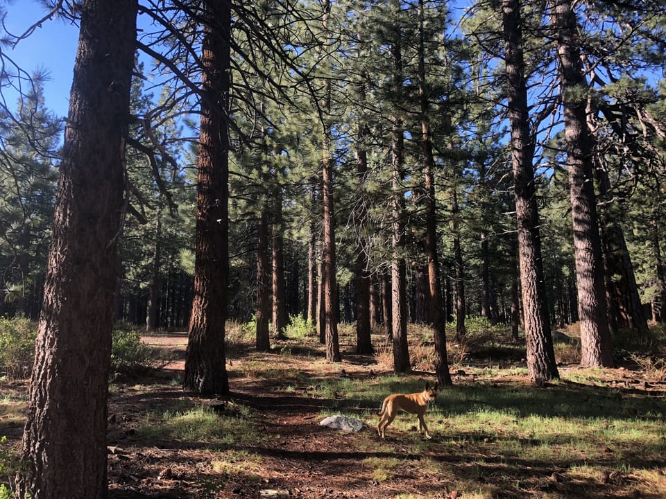 Wooded area adjacent to complex, 3 min walk from condo :) dogs love ! 