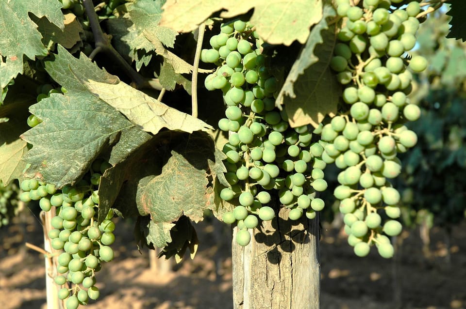 Vineyard
