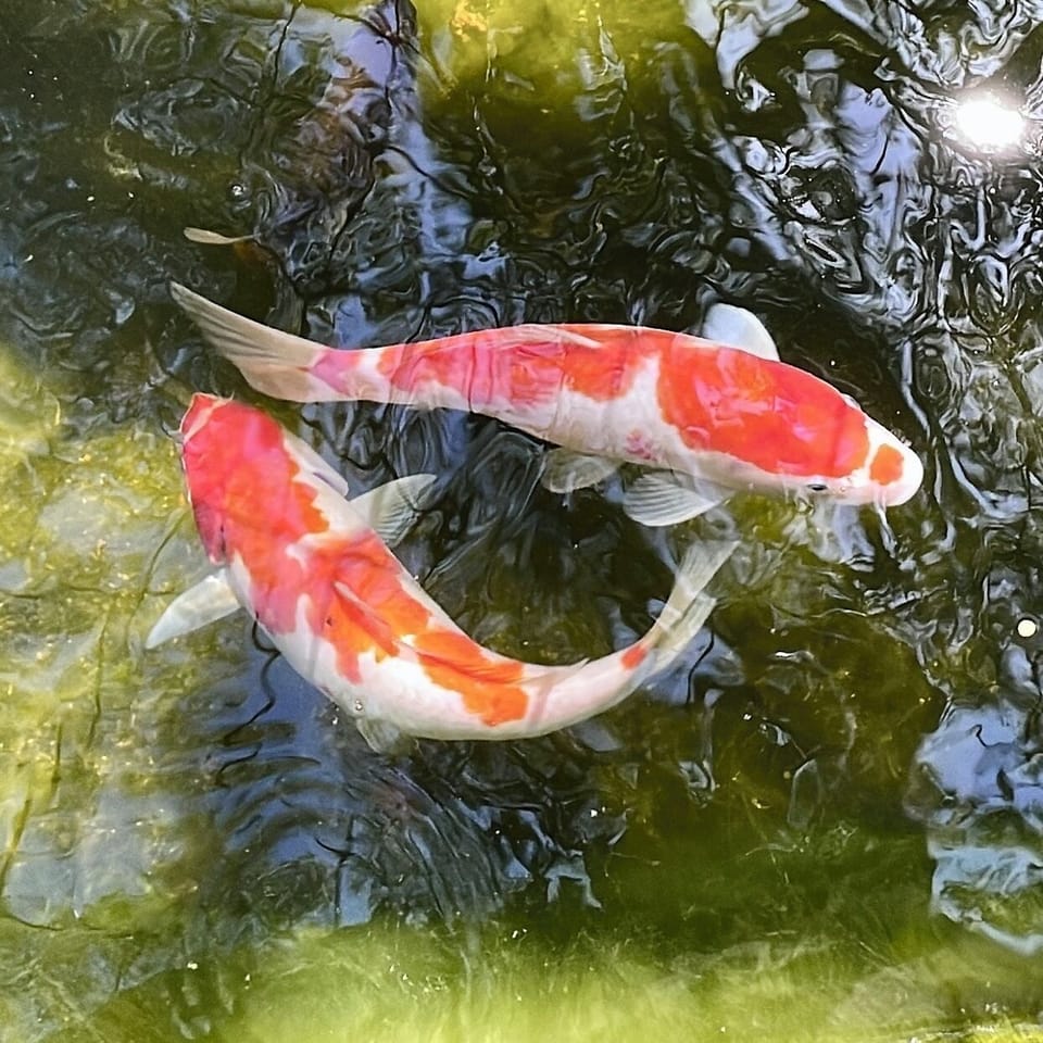 Koi pond:  with 9 Koi and some sneaky goldfish.
(kid safe net over the top)