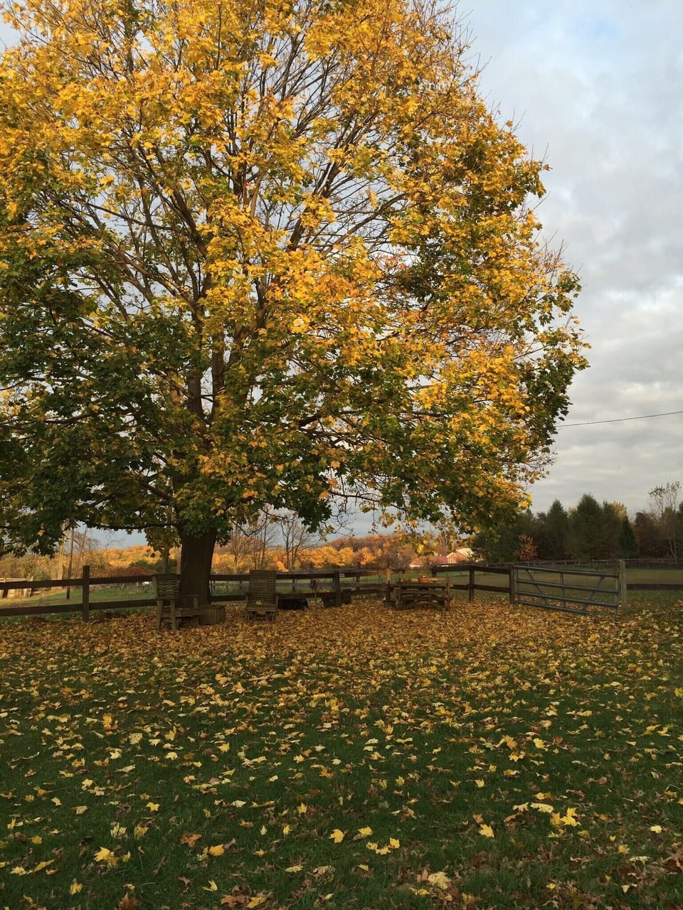 Autumn at The Manor 