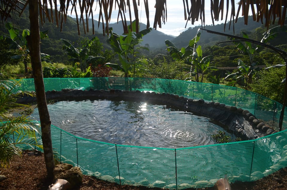 Sitting by the tilapia pond at Casa Buena Vista.