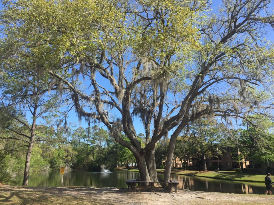 Majestic Trees by the catch and release lagoon at Hilton Head Beach and Tennis