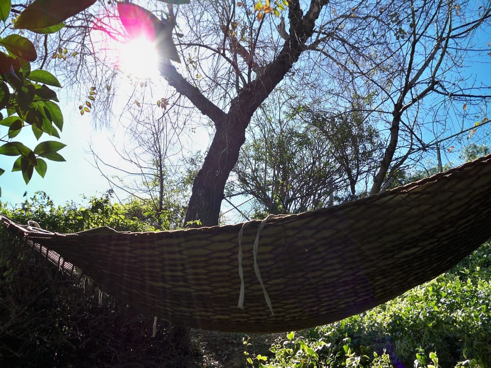 Rest & Relax on the Backyard Hammock... Enjoy the Fruit Trees!
