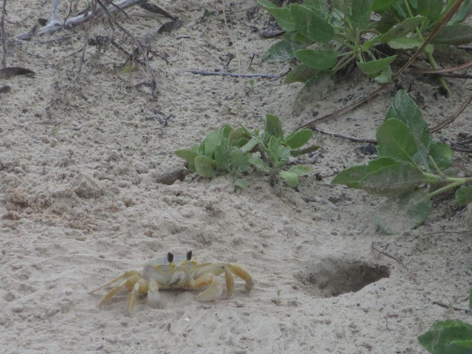 Bring your flashlights and search for crabs after dark!
