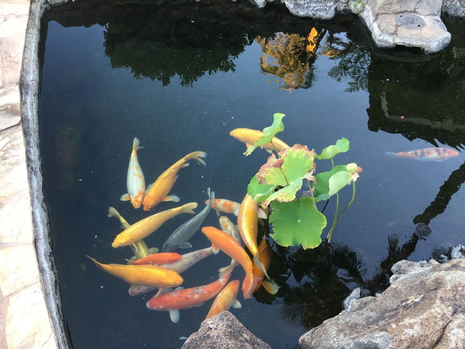 Beautiful Koi in the pond