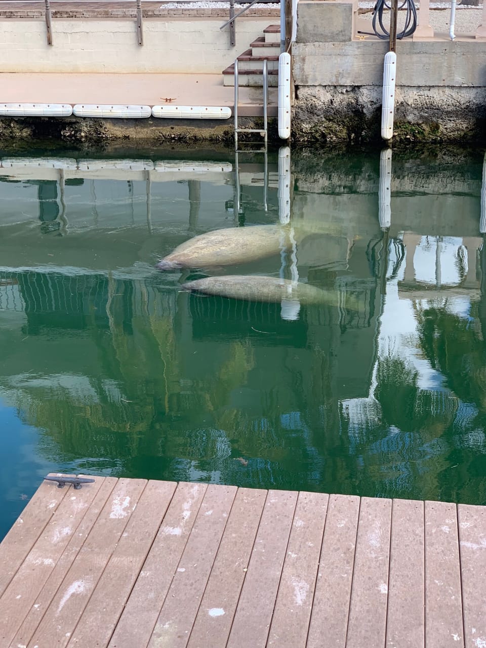 Local manatee family