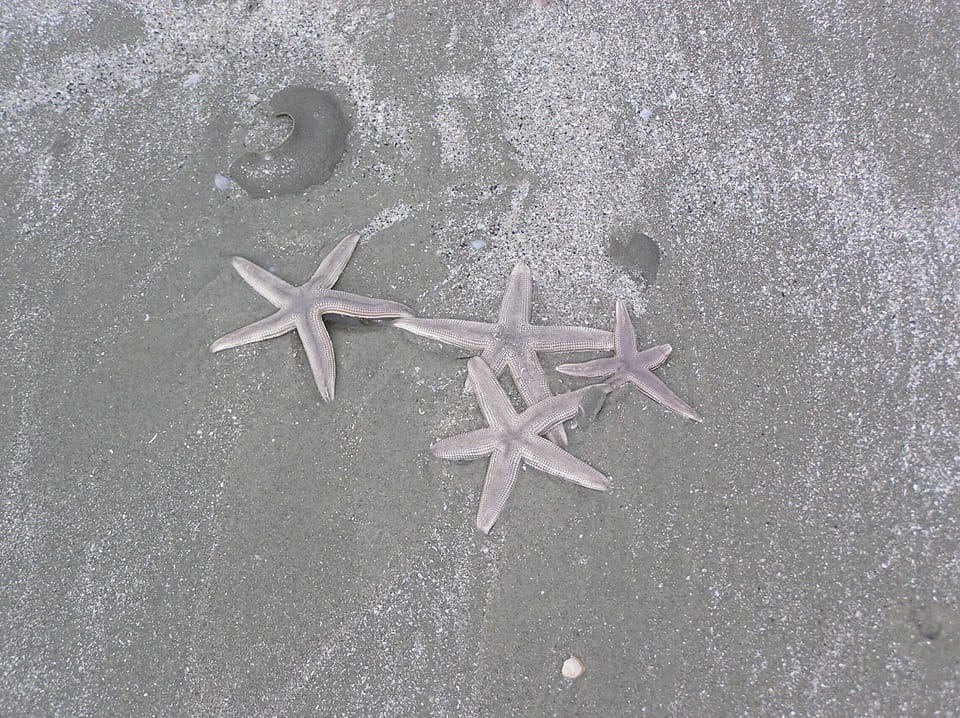Wow starfish!