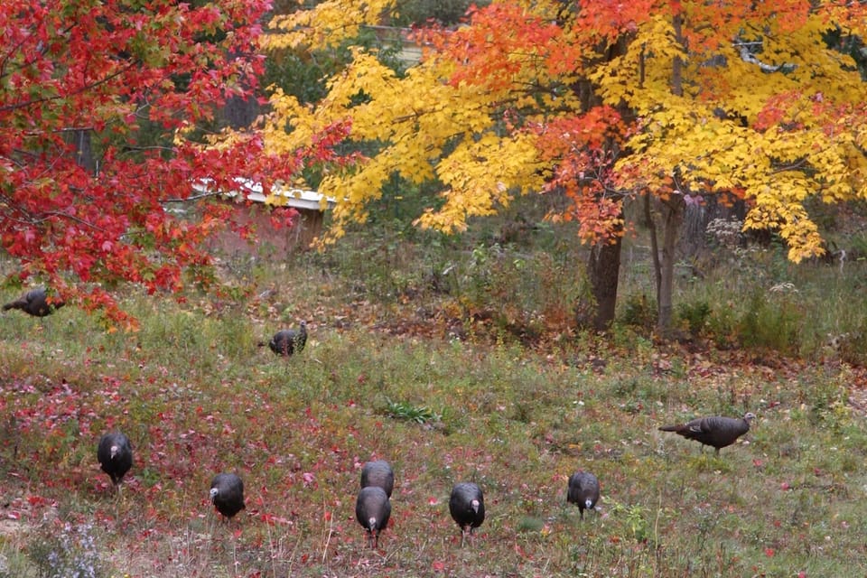 Turkeys behind cottage