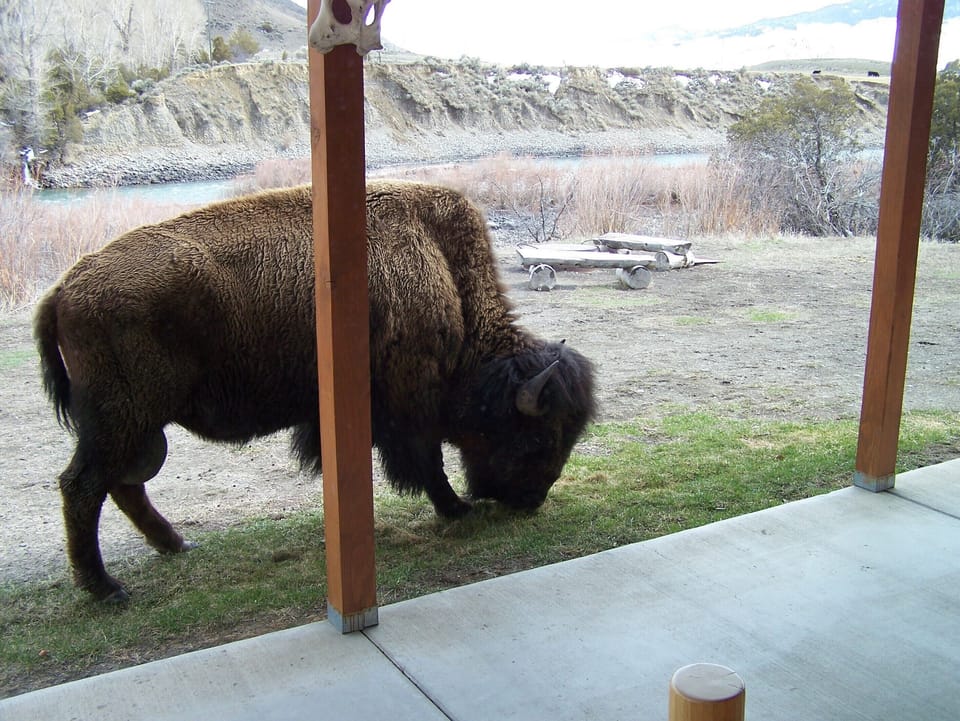 As of 2011 Bison are able to roam free 12 miles north of the Park border