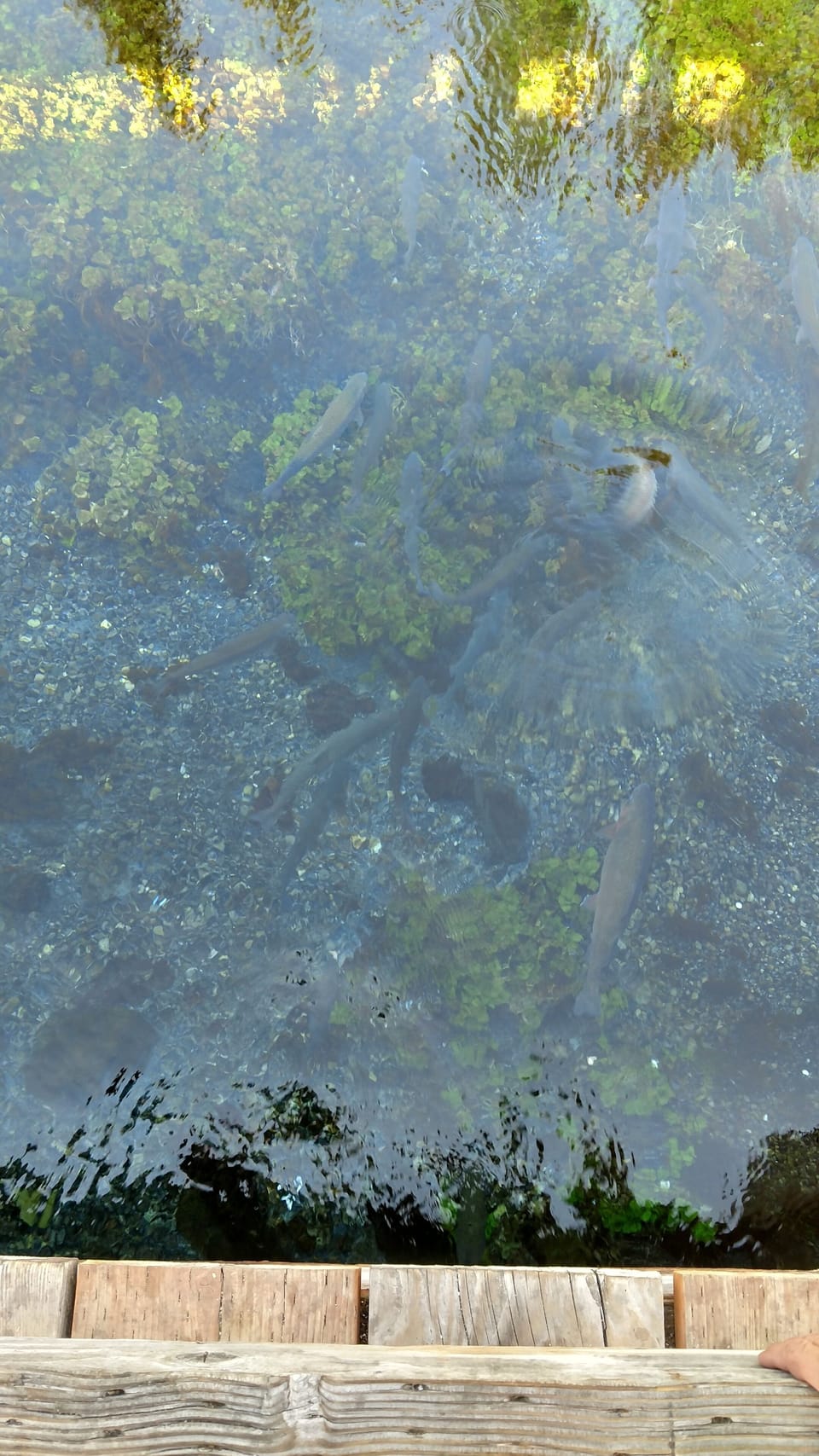 Trout at Big Springs