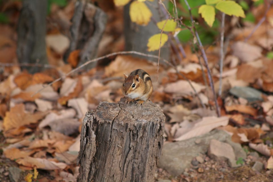He is as harmless as he is cute, just don't grab his nuts