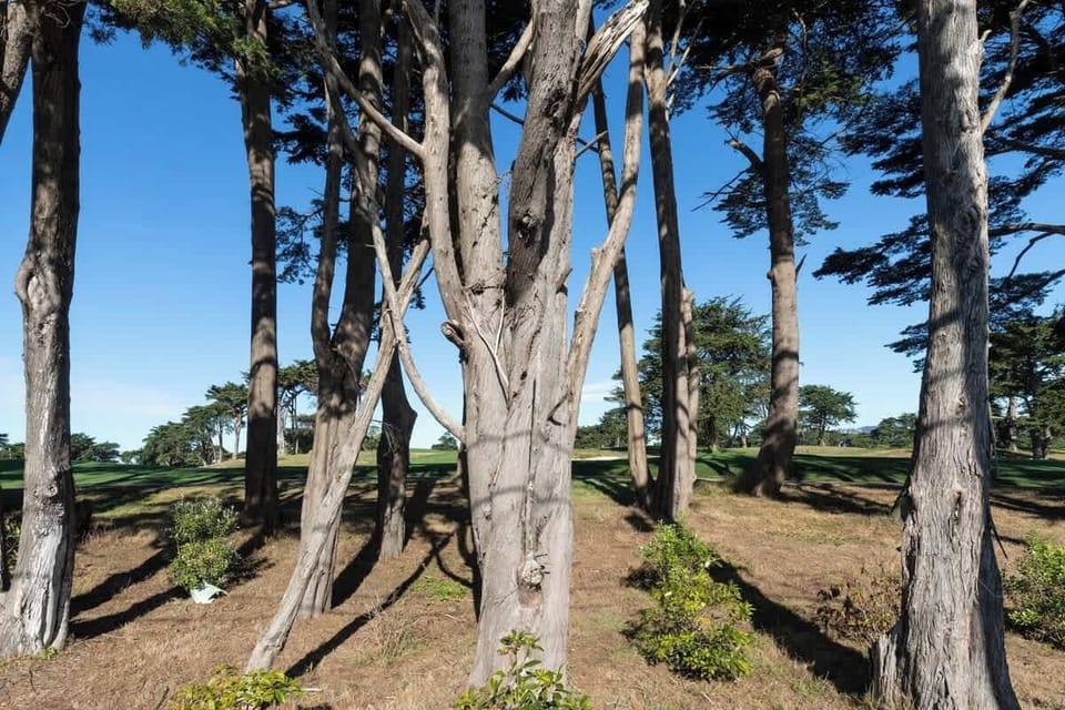 Scenic area with lush greenery and tall trees—ideal for enjoying nature and quiet outdoor moments. 🌿✨
