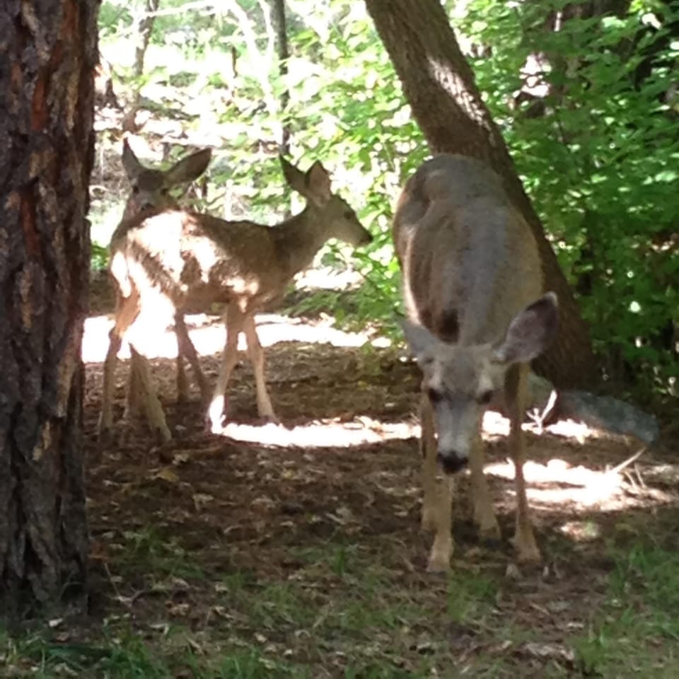 Sample of wildlife...frequent visitors but not guaranteed...