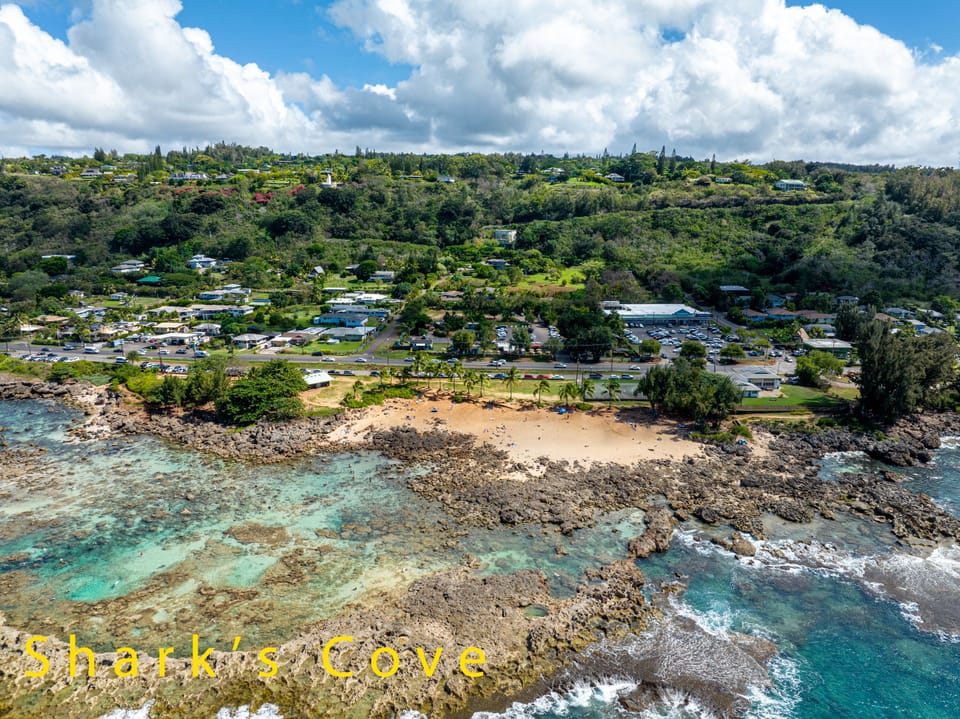 SHARKS COVE