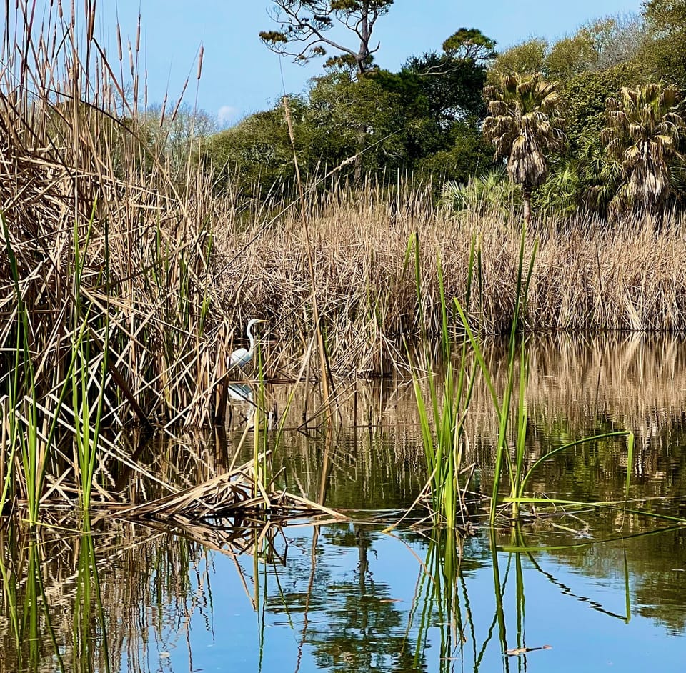 You'll find egrets, herons, turtles, and ducks on your paddle through the marsh.