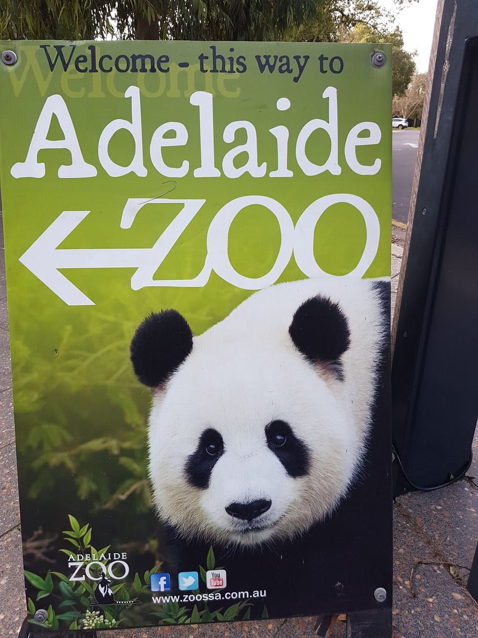 Visit the Panda at the Adelaide Zoo, within walking distance of property