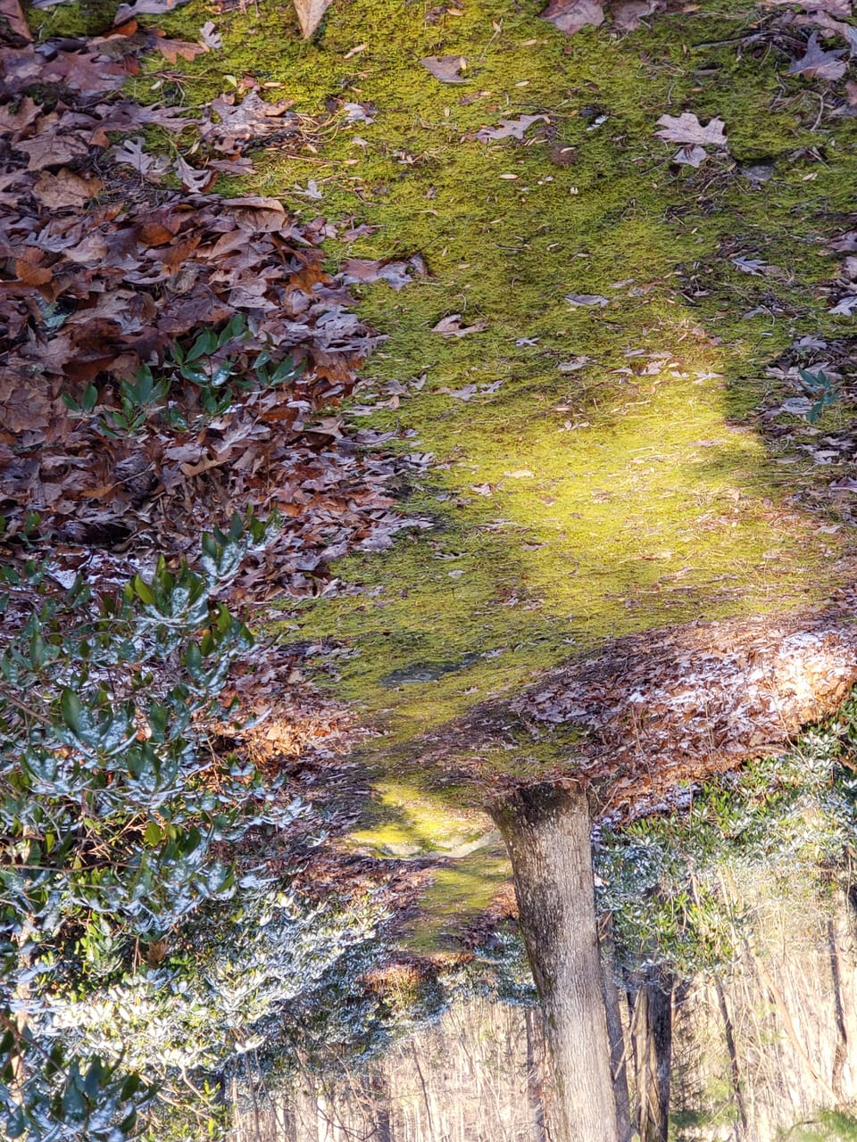 One of many mossy trails at Gracewood.