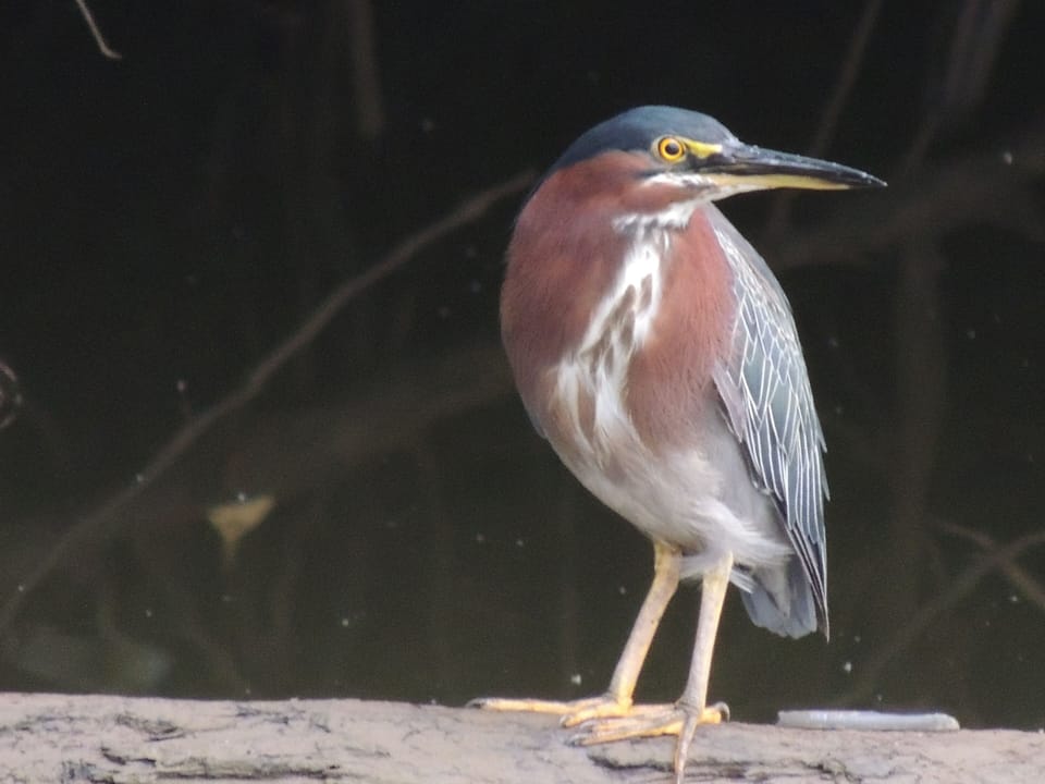 A very shy Little Greeen Heron