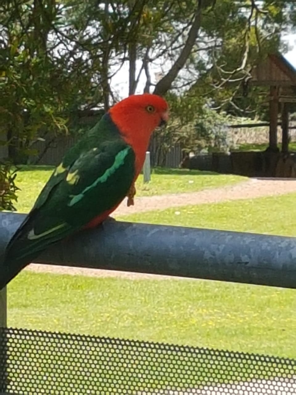 Feed the superb King Parrots off the deck