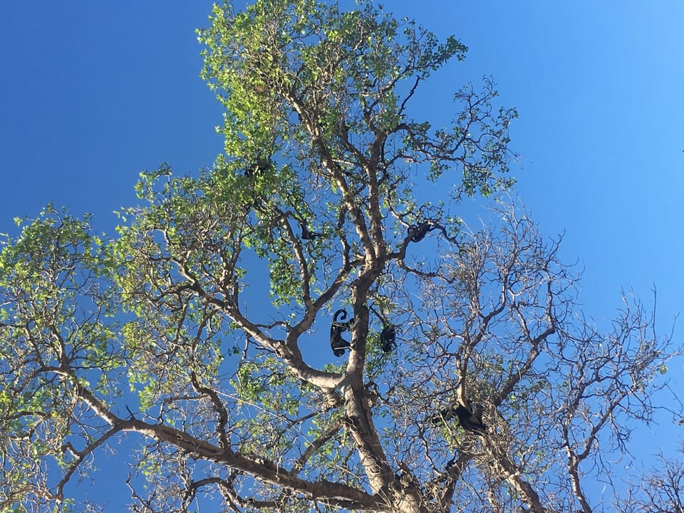 Monkey family visiting tree in front of our garden