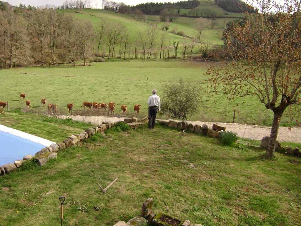 Limousin Cows