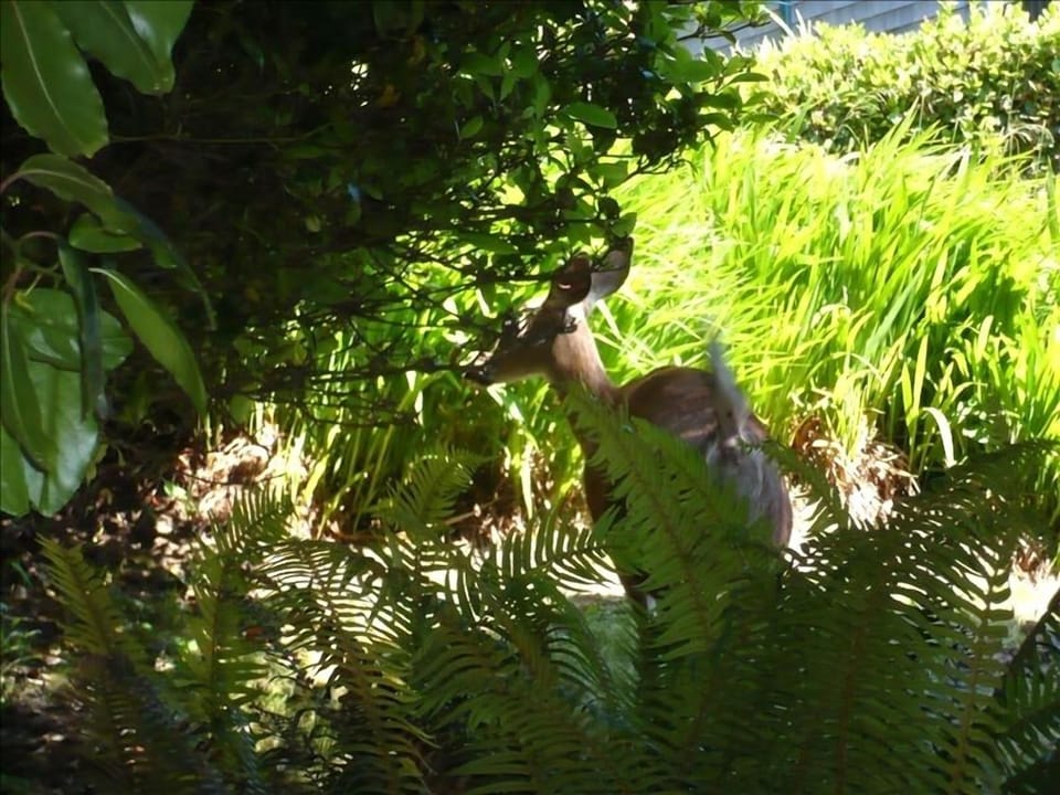Grazing Deer
