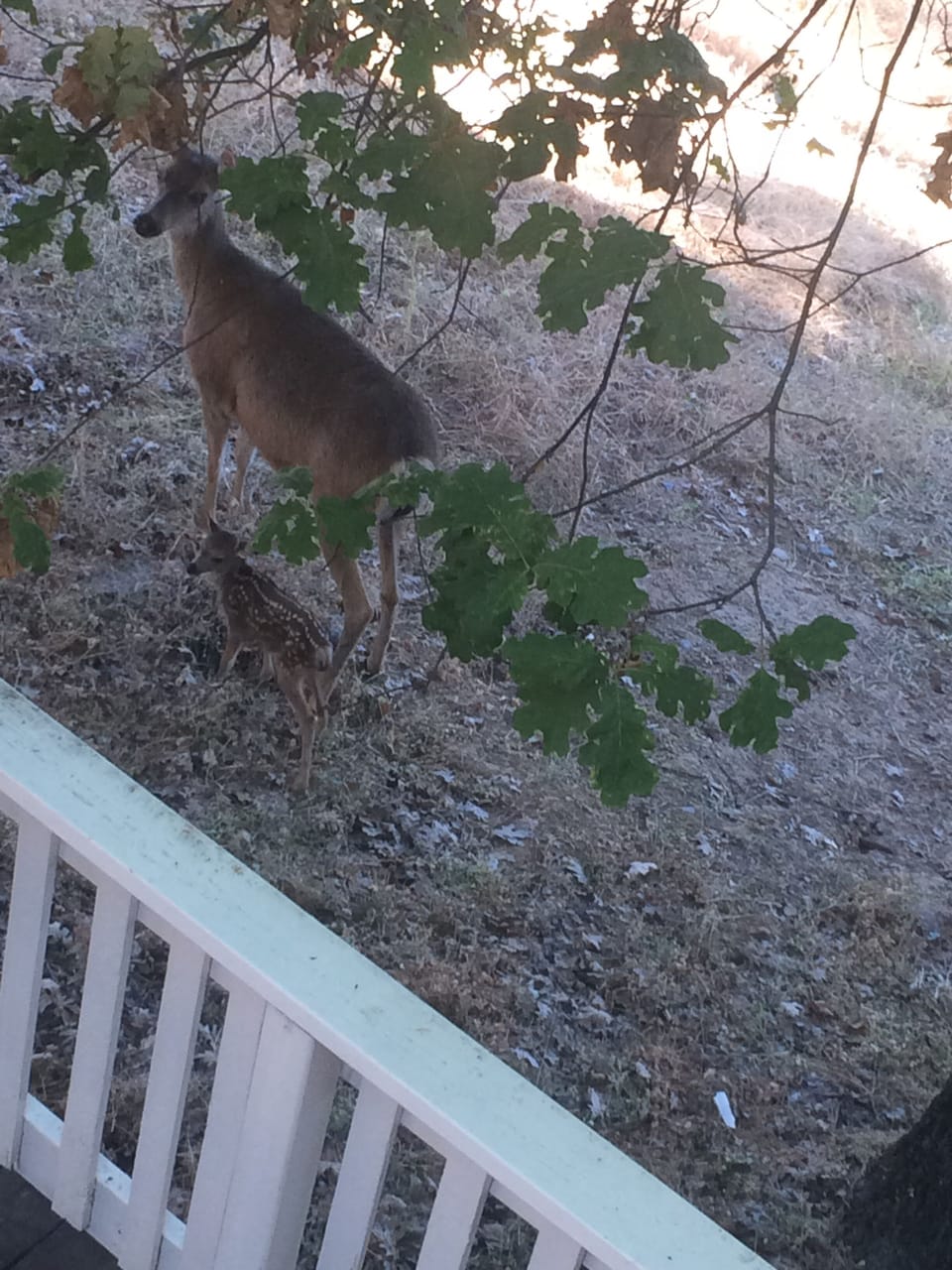What a beautiful site to wake up to. Mom and baby out for a walk.
