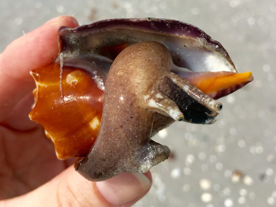 Enjoy the live creatures you find but be aware harvesting live shells is illegal
