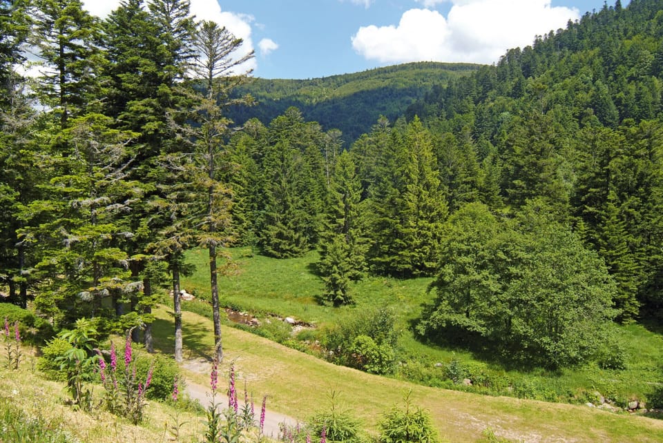 Vallée Vosgienne Forêt et Nature