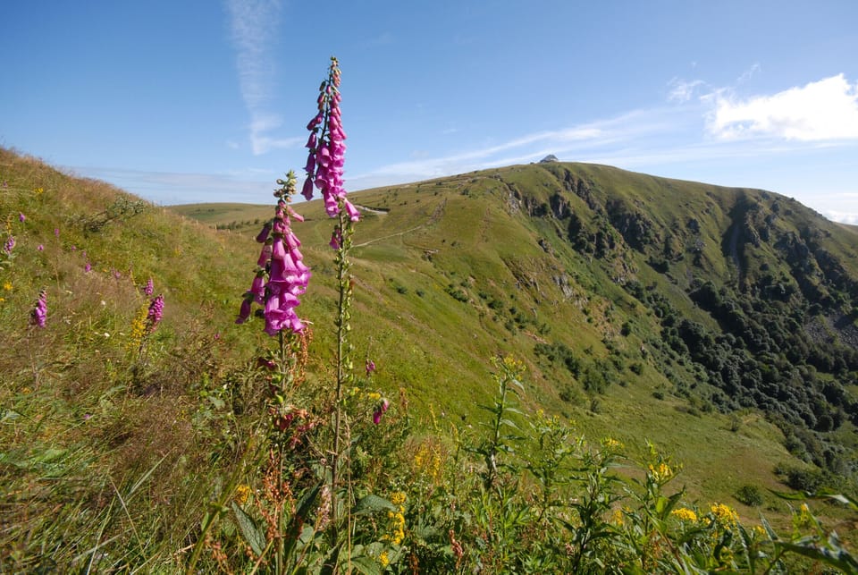 Fleur Montagne Vosges randonnée balade sommet Route des Crêtes paysage