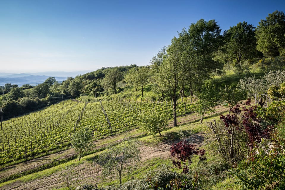 Vineyard
