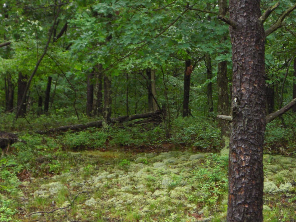 Hollow and stream below cabin