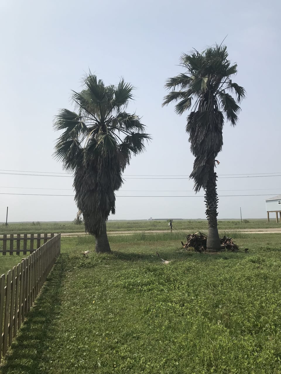back yard view 